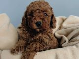 Red Brown Toy Poodle Yavrular