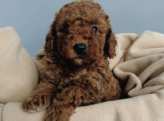 Red Brown Toy Poodle Yavrular görsel