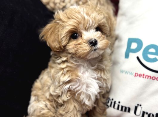 Petmode Köpek Çiftliğinden Tea Cup Maltipoo Yavrularımız görsel