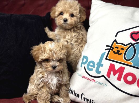 Petmode Köpek Çiftliğinden Tea Cup Maltipoo Yavrularımız görsel