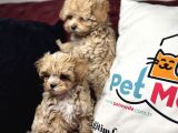 Petmode Köpek Çiftliğinden Tea Cup Maltipoo Yavrularımız