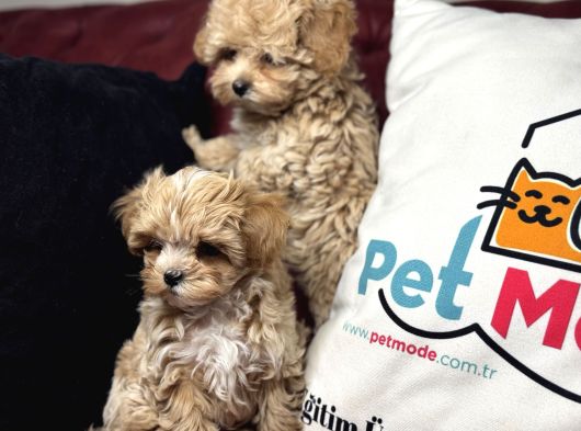 Petmode Köpek Çiftliğinden Tea Cup Maltipoo Yavrularımız görsel