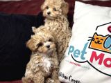 Petmode Köpek Çiftliğinden Tea Cup Maltipoo Yavrularımız