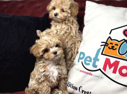 Petmode Köpek Çiftliğinden Tea Cup Maltipoo Yavrularımız görsel