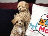 Petmode Köpek Çiftliğinden Tea Cup Maltipoo Yavrularımız