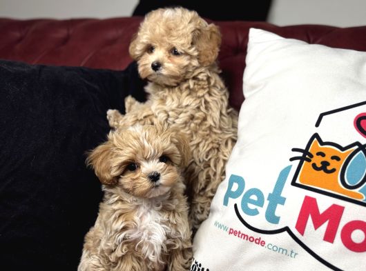 Petmode Köpek Çiftliğinden Tea Cup Maltipoo Yavrularımız