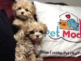 Petmode Köpek Çiftliğinden Tea Cup Maltipoo Yavrularımız