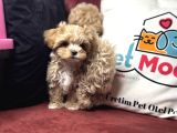 Petmode Köpek Çiftliğinden Tea Cup Maltipoo Yavrularımız