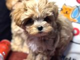 Petmode Köpek Çiftliğinden Tea Cup Maltipoo Yavrularımız