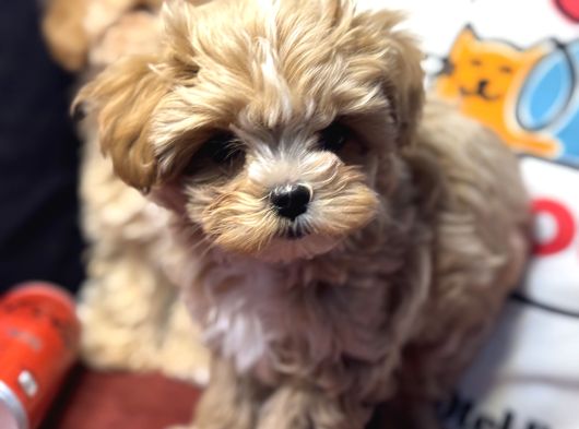 Petmode Köpek Çiftliğinden Tea Cup Maltipoo Yavrularımız görsel