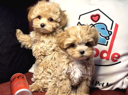 Petmode Köpek Çiftliğinden Tea Cup Maltipoo Yavrularımız görsel