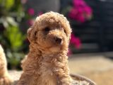 Kıvırcık poodle ayarında f1 maltipoo