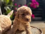 Kıvırcık Poodle Ayarında F1 Maltipoo