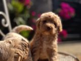 Kıvırcık Poodle Ayarında F1 Maltipoo