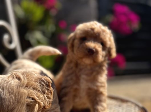 Kıvırcık Poodle Ayarında F1 Maltipoo görsel