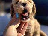 Kıvırcık Poodle Ayarında F1 Maltipoo
