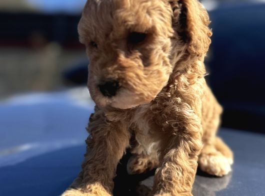 Kıvırcık Poodle Ayarında F1 Maltipoo görsel