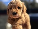 Kıvırcık Poodle Ayarında F1 Maltipoo