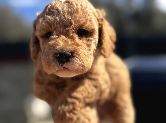 Kıvırcık Poodle Ayarında F1 Maltipoo görsel
