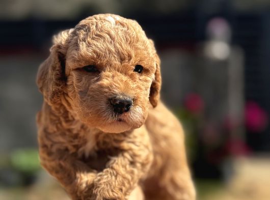 Kıvırcık Poodle Ayarında F1 Maltipoo görsel