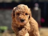 Kıvırcık Poodle Ayarında F1 Maltipoo