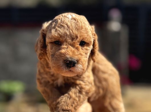 Kıvırcık Poodle Ayarında F1 Maltipoo görsel
