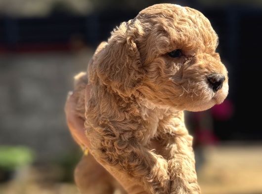 Kıvırcık Poodle Ayarında F1 Maltipoo görsel