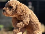 Kıvırcık Poodle Ayarında F1 Maltipoo