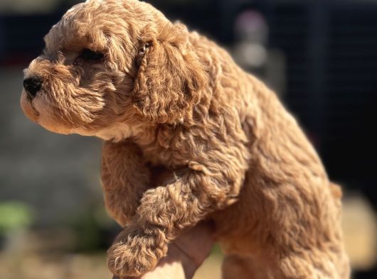 Kıvırcık Poodle Ayarında F1 Maltipoo görsel