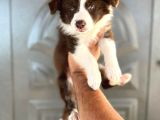Bordercollie en zeki köpek ırkı