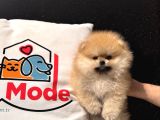 Show Kalite Teddy Face Tea cup Pomeranian
