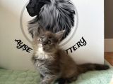 Ayşe Arık Cattery