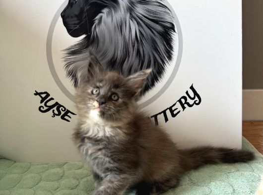 Ayşe Arık Cattery görsel