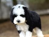 Siyah beyaz Labradoodle Yavrular