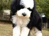 Siyah Beyaz Labradoodle Yavrular