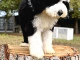 Siyah Beyaz Labradoodle Yavrular