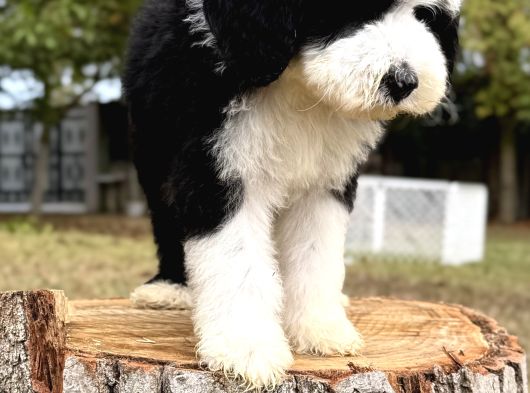 Siyah Beyaz Labradoodle Yavrular görsel