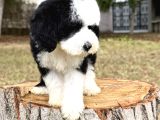 Siyah Beyaz Labradoodle Yavrular