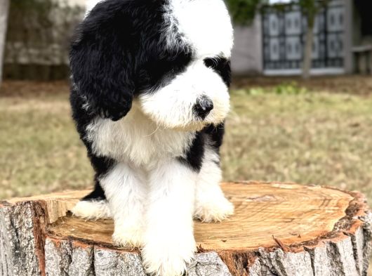 Siyah Beyaz Labradoodle Yavrular görsel