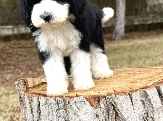 Siyah Beyaz Labradoodle Yavrular görsel