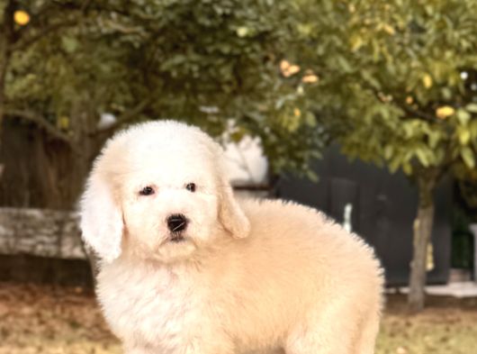 Show Kalite Goldendoodle Yavrular görsel