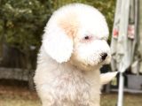 Show Kalite Goldendoodle Yavrular