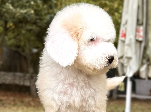 Show Kalite Goldendoodle Yavrular görsel