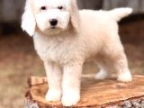 Show kalite Goldendoodle Yavrular