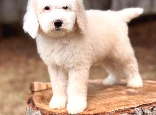 Show Kalite Goldendoodle Yavrular