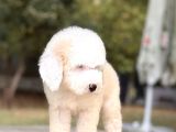 Show Kalite Goldendoodle Yavrular
