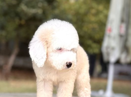 Show Kalite Goldendoodle Yavrular görsel