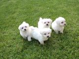 Maltese Terrier Yavrulari
