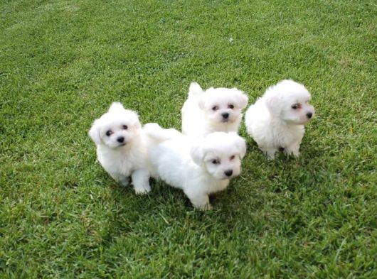 Maltese Terrier Yavrulari