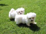 Maltese Terrier Yavrulari